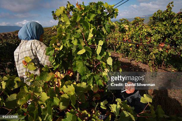 Arab workers pick Merlot grapes during the harvest for the Dalton winery on October 7, 2009 in Kerem Ben Zimra, northern Galilee, in Israel. Dalton...