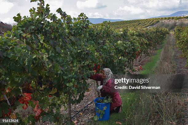 An Arab worker picks Merlot grapes during the harvest for the Dalton winery on October 7, 2009 in Kerem Ben Zimra, northern Galilee, in Israel....