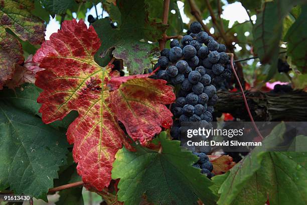 Merlot grapes hang heavy on the vine during the harvest for the Dalton winery on October 7, 2009 in Kerem Ben Zimra, northern Galilee, in Israel....