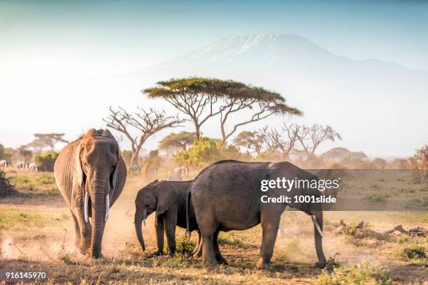 elephants grazing at amboseli with kilimanjaro - africa safari stock pictures, royalty-free photos & images