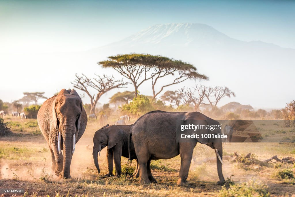 大象在安博塞利與乞力馬札羅山放牧
