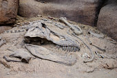 Excavating the bones of a dinosaur