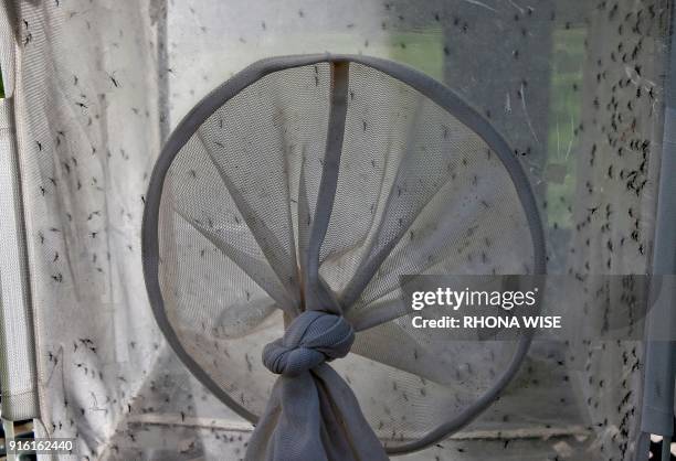 Case holds 1000 Wolbachia-infected male mosquitoes prior to their release in South Miami, Florida February 8, 2018. Thousands of bacteria-infected...