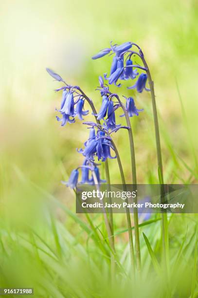 close-up image of spring flowering english bluebells in the sunshine - blue flower fotografías e imágenes de stock