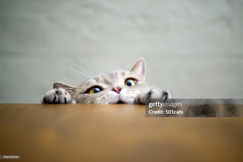 Großäugigen freche übergewichtige Katze zeigt Pfoten auf Holztisch