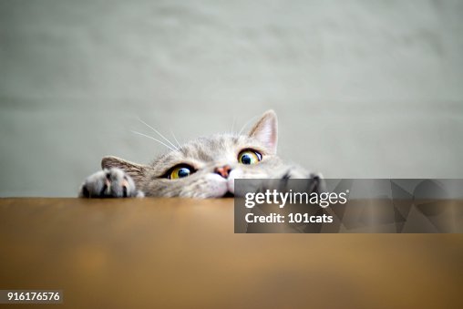 Großäugigen freche übergewichtige Katze zeigt Pfoten auf Holztisch Großäugigen freche übergewichtige Katze zeigt Pfoten auf Holztisch
