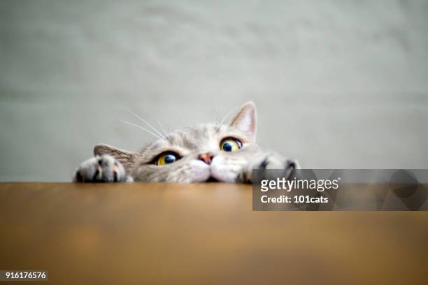 big-eyed naughty obese cat showing paws on wooden table - funny animals stock pictures, royalty-free photos & images