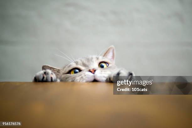 big-eyed naughty obese cat showing paws on wooden table - cute animal stock pictures, royalty-free photos & images