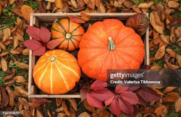 pumpkins in wooden crate - pumpkin stock pictures, royalty-free photos & images