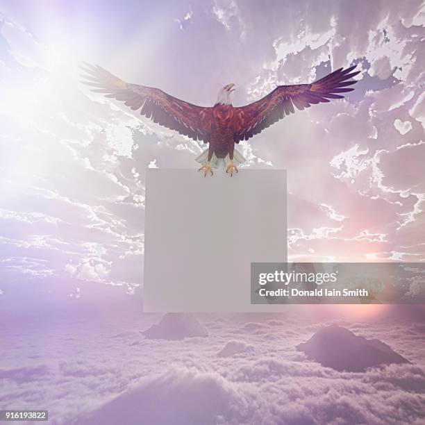 eagle flying in sky holding blank sign - person holding blank sign fotografías e imágenes de stock