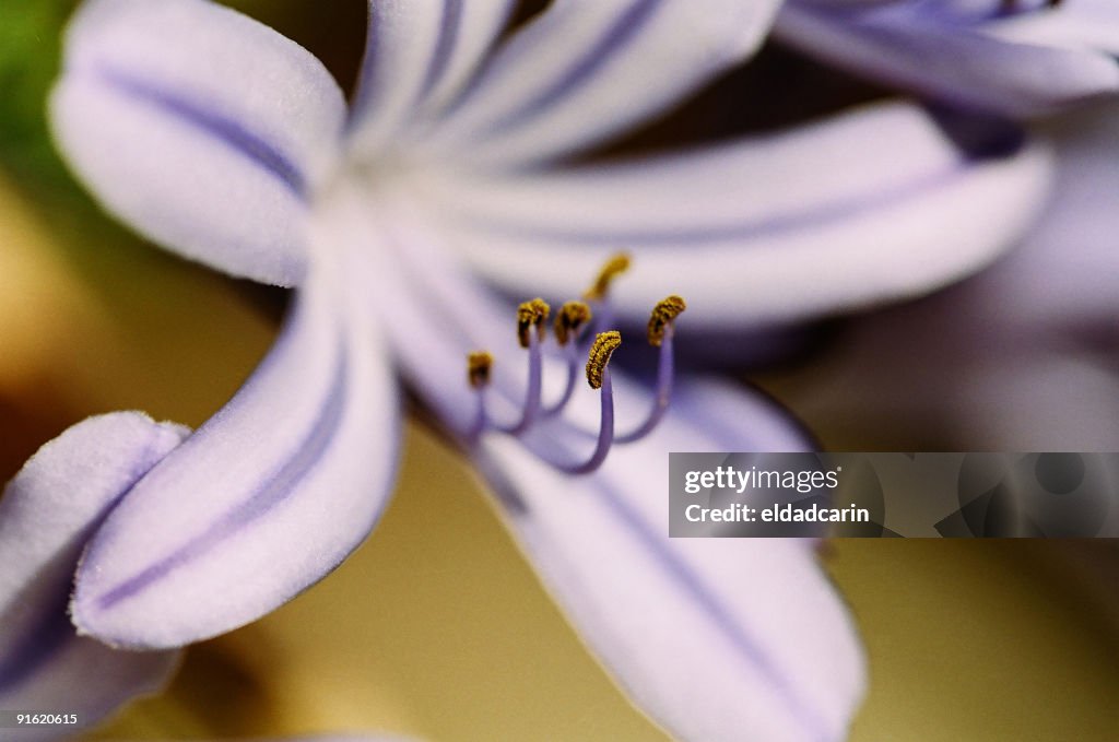 Blossoming Lily of the Nile Macro