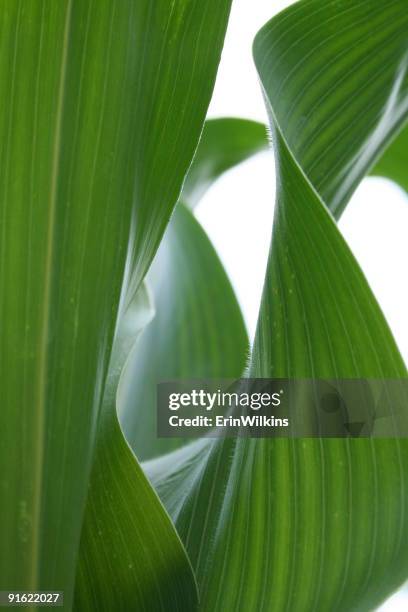 corn leaves - leaf epidermis stock pictures, royalty-free photos & images