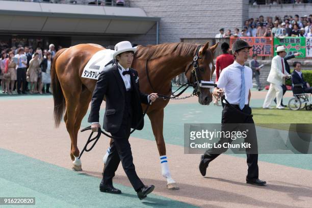 Horse Tanta Alegria being led around the paddock during Tokyo Yushun at Tokyo Racecourse on May 31, 2015 in Tokyo, Japan. Tokyo Yushun Japanese...
