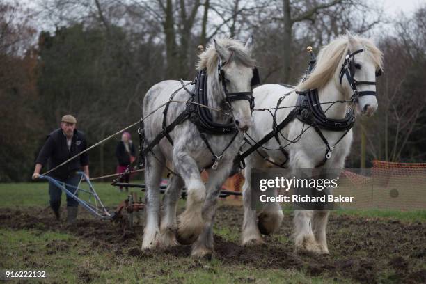 Irish ploughman Tom Nixon leads Shire horses Nobby and Heath as they harrow an on-going heritage wheat-growing area in Ruskin Park, a public green...