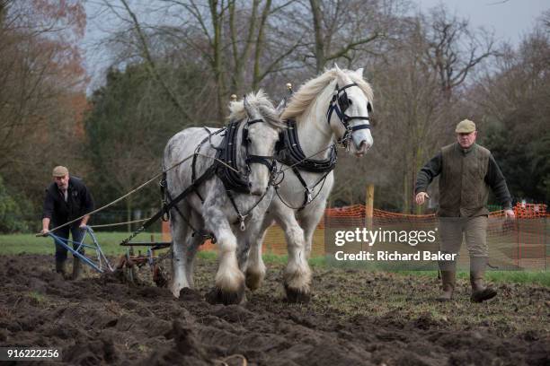 Irish ploughman Tom Nixon leads Shire horses Nobby and Heath as they harrow an on-going heritage wheat-growing area in Ruskin Park, a public green...