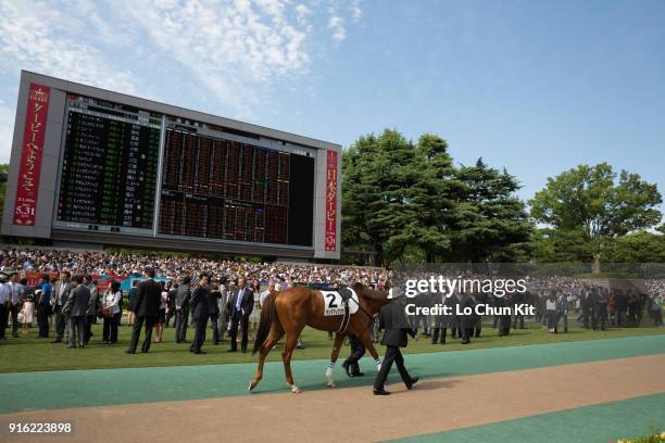 Horse Tanta Alegria being led around the paddock during Tokyo Yushun at Tokyo Racecourse on May 31, 2015 in Tokyo, Japan. Tokyo Yushun Japanese...