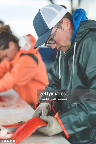 peixe de alasca limpeza - kachemak bay - fotografias e filmes do acervo