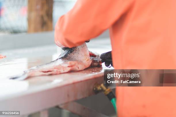 peixe de alasca limpeza - kachemak bay - fotografias e filmes do acervo