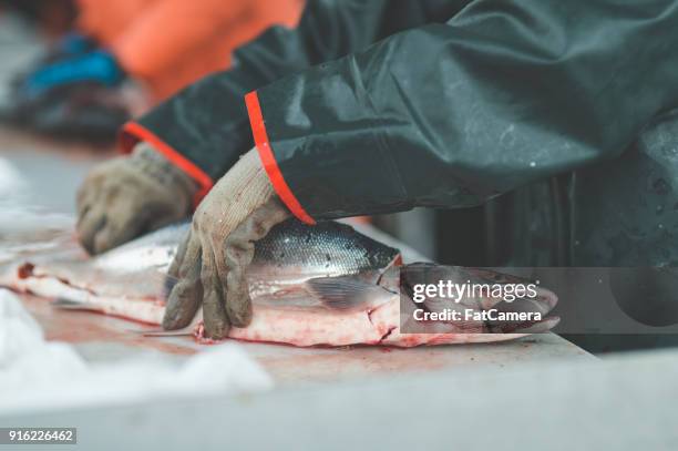 peixe de alasca limpeza - kachemak bay - fotografias e filmes do acervo