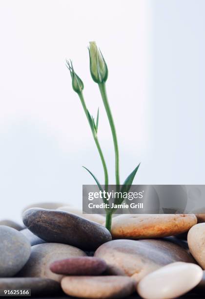Seeds Among Rocks 408 Seedlings In Rock Stock Photos, High-Res Pictures, and Images ...