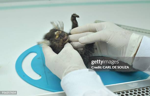 Veterinarian examines a dead monkey at the Municipal Institute of Veterinary Medicine in Rio de Janeiro, Brazil on February 8, 2018. According to...