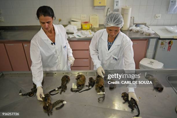 Veterinarians examine dead monkeys at the Municipal Institute of Veterinary Medicine in Rio de Janeiro, Brazil on February 8, 2018. According to...