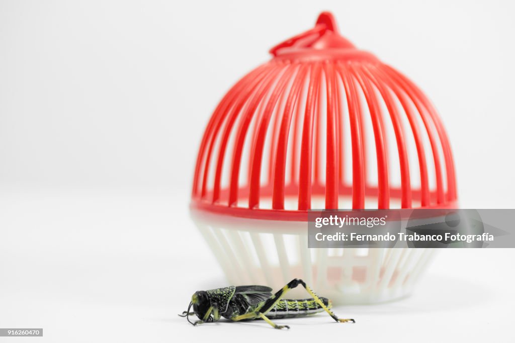 Insect escapes from the cage