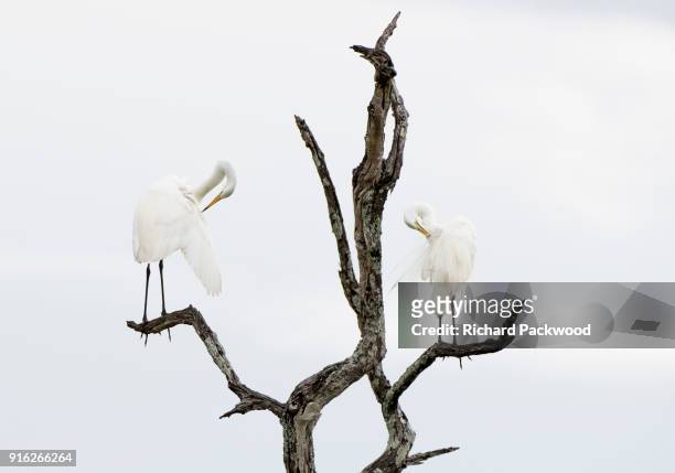 great white egrets preening feathers in topmost branches of a dead tree - luangwa national park bildbanksfoton och bilder