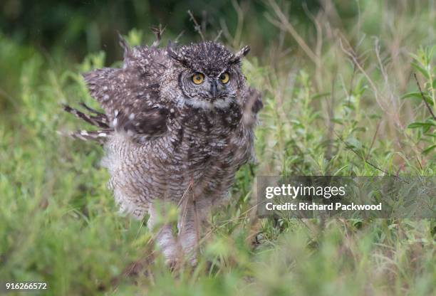 spotted eagle owl perched in low vegetation and ruffling it's feathers - spotted eagle owl stock pictures, royalty-free photos & images