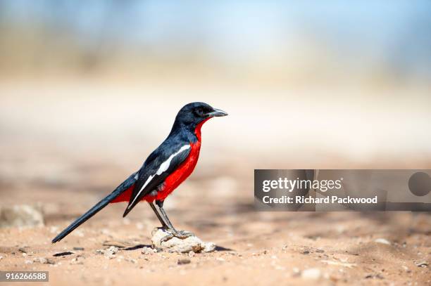 crimson-breasted shrike frequenting a campsite in the kalahari desert - laniarius atrococcineus stock pictures, royalty-free photos & images