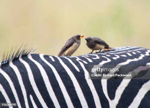 a young yellowbilled oxpecker begging for food from it's parent. - buphagus africanus stock pictures, royalty-free photos & images