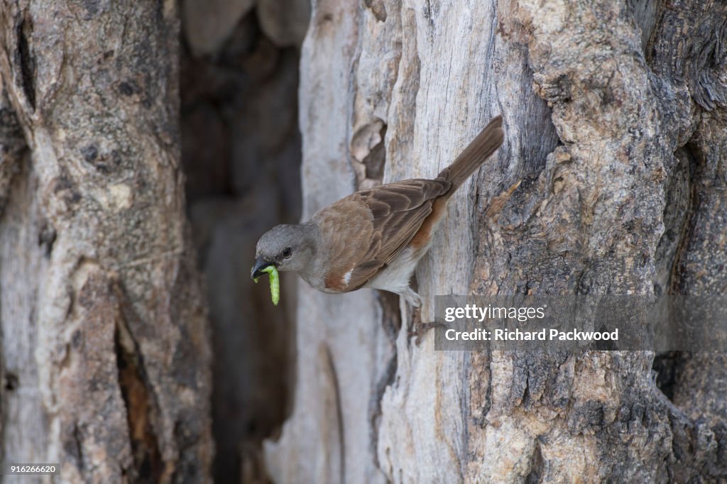 Southern Grey-headed Sparrow taking a caterpillar into it's nest hidden in hollow tree