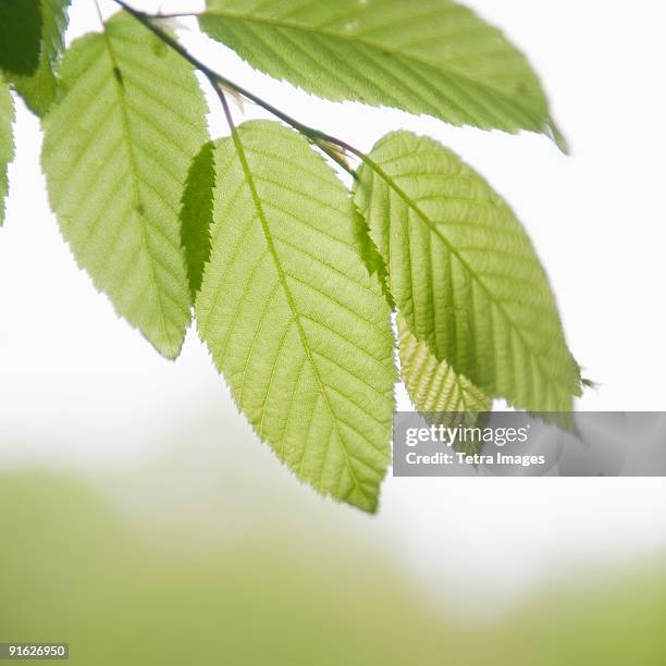 leaves - bryson city north carolina stock pictures, royalty-free photos & images