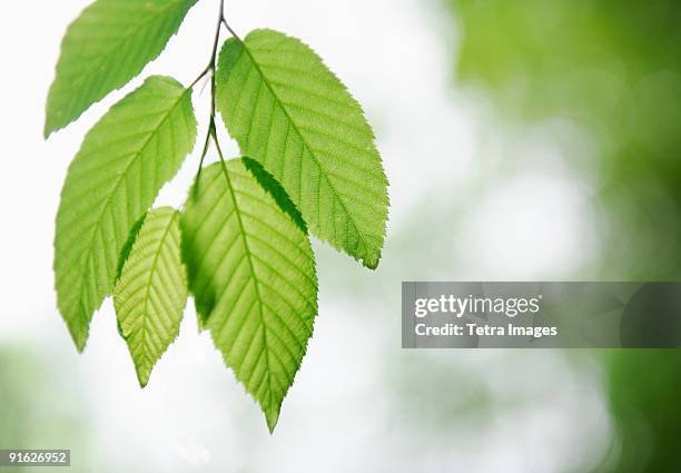 leaves - bryson city north carolina stock pictures, royalty-free photos & images