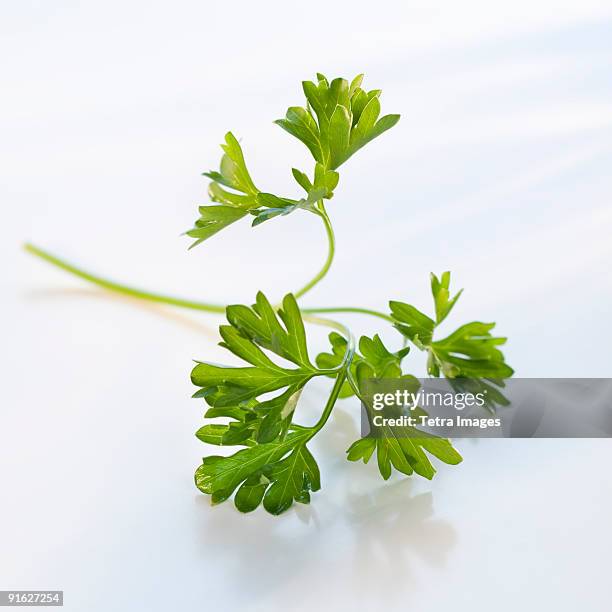 a sprig of parsley - twig photos et images de collection