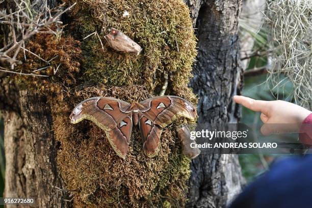 Visitor points to a moth during the 'Tea with Butterflies' exhibition at the SET in central Rome on February 9, 2018. Hundreds of tropical and native...