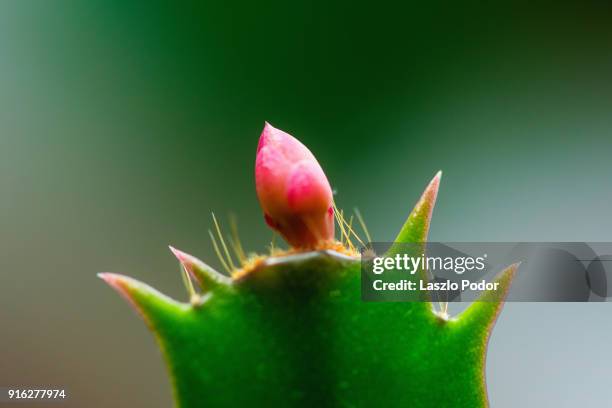 macro image of the bud of a christmas cactus - cactus de navidad fotografías e imágenes de stock