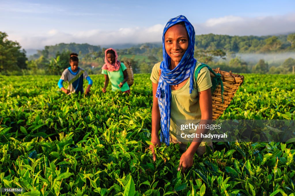 Donne africane che strappano foglie di tè nelle piantagioni, Africa orientale
