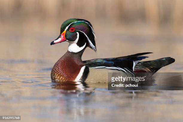 male wood duck, aix sponsa, in springtime - sponsa stock pictures, royalty-free photos & images
