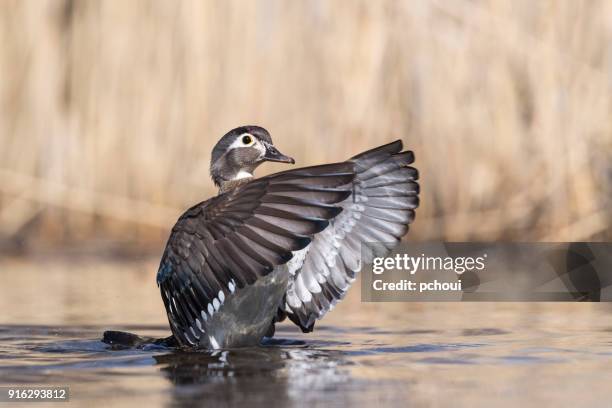 female wood duck, aix sponsa, in springtime - sponsa stock pictures, royalty-free photos & images