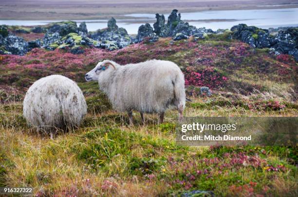 sheep in lava field - icelandic sheep stock pictures, royalty-free photos & images