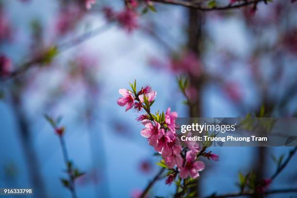 close-up view of sakura flowers or cherry blossoms. - template:east stock pictures, royalty-free photos & images