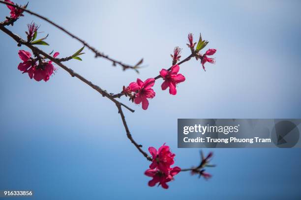 close-up view of sakura flowers or cherry blossoms. - template:east stock pictures, royalty-free photos & images