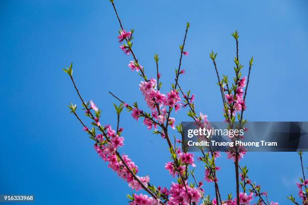 close-up view of sakura flowers or cherry blossoms. - template:east stock pictures, royalty-free photos & images