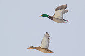 Drake Mallard Ducks