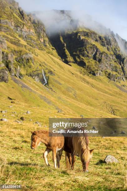 icelandic mare and foal grazing - amanda pure stock pictures, royalty-free photos & images