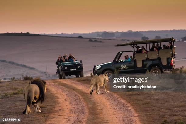 turister som tittar på lions på morgon safari i sydafrika - djurskyddsområde bildbanksfoton och bilder