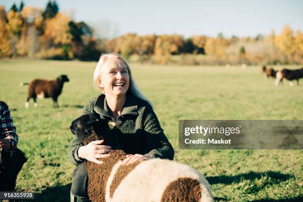 smiling mature female farmer embracing sheep on field - animal farm stock pictures, royalty-free photos & images