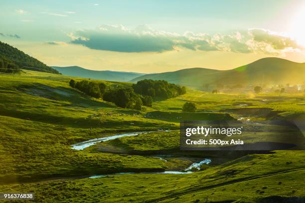 flock of sheep grazing in grassland near river, chengde, hebei, china - chengde stock pictures, royalty-free photos & images