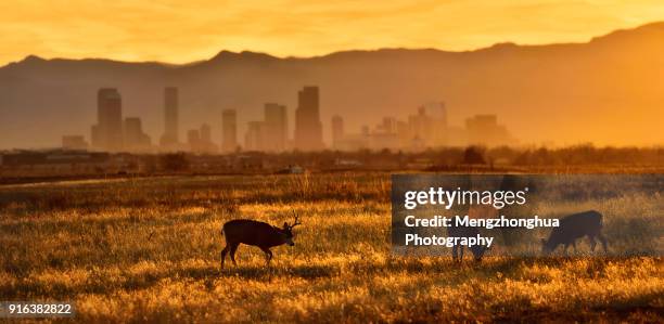 rocky mountain arsenal national wildlife refuge - denver sunset stock pictures, royalty-free photos & images